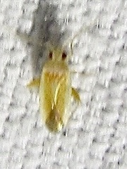 Orthotylinae