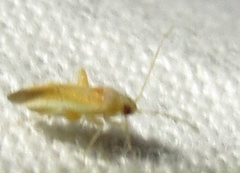 Orthotylinae