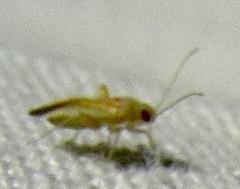 Orthotylinae