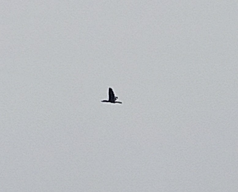 Little Cormorant