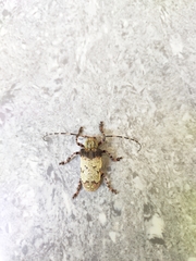 Moechotypa delicatula