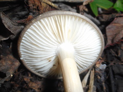 Megacollybia marginata
