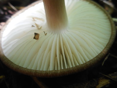 Megacollybia marginata