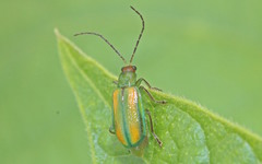 Diabrotica porracea