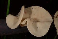 Sarcoscypha vassiljevae