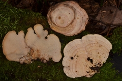 Mycorrhaphium adustum