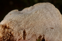 Mycorrhaphium adustum