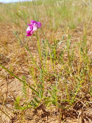 Swainsona plagiotropis