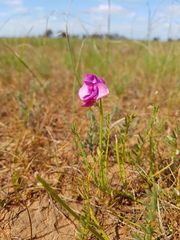 Swainsona plagiotropis