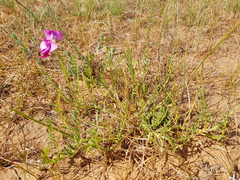 Swainsona plagiotropis