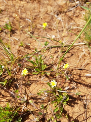 Goodenia pusilliflora