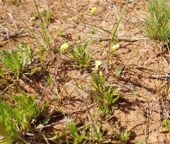 Goodenia pusilliflora
