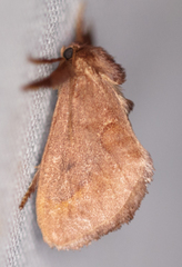 Monoleuca occidentalis