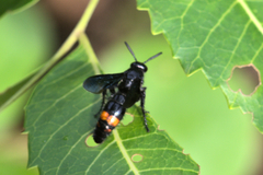 Scolia fasciatopunctata