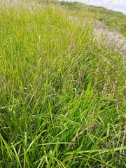 Glyceria arundinacea