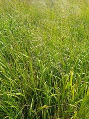 Glyceria arundinacea
