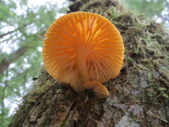 Chrysomphalina chrysophylla