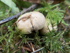 Cantharellus roseocanus