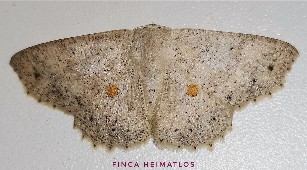 Isochromodes
