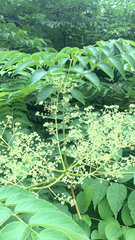 Aralia elata