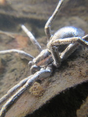 Dolomedes instabilis