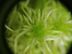 Sphagnum riparium