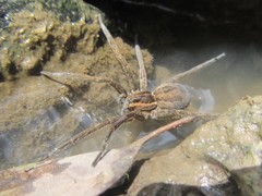 Dolomedes instabilis