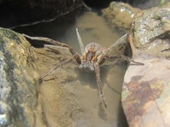 Dolomedes instabilis