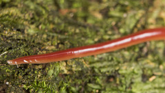 Arthurdendyus testaceus