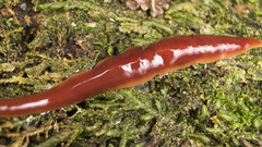 Arthurdendyus testaceus