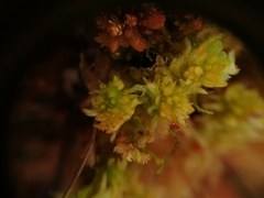 Sphagnum tenellum