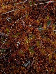 Sphagnum tenellum