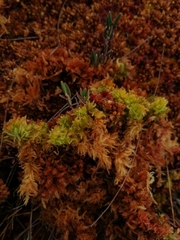 Sphagnum tenellum