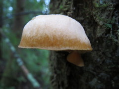 Chrysomphalina chrysophylla