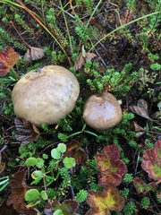 Leccinum alaskanum