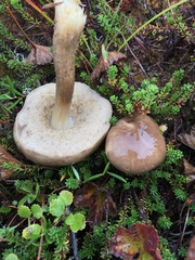Leccinum alaskanum