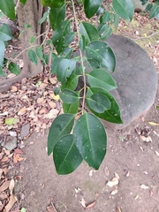 Ligustrum lucidum