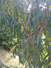 Eucalyptus macrorhyncha