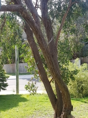Eucalyptus macrorhyncha