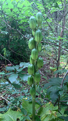 Cardiocrinum cordatum