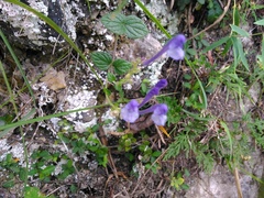 Scutellaria tashiroi