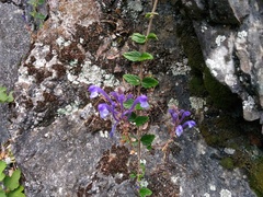 Scutellaria tashiroi
