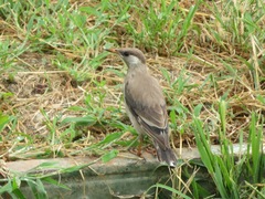 Spodiopsar cineraceus