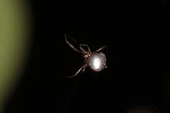 Argyrodes bonadea
