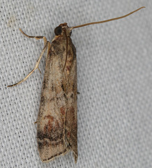 Anadelosemia condigna