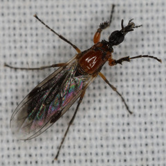Dilophus strigilatus