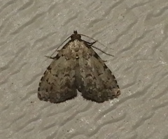 Dyspyralis puncticosta