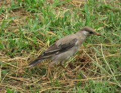 Spodiopsar cineraceus