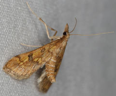 Choristostigma elegantalis
