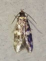 Oegoconia novimundi